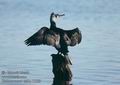 Phalacrocorax_carbo_11359