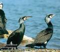 Phalacrocorax_carbo_11362