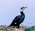 Phalacrocorax_carbo_11364