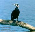 Phalacrocorax_carbo_11366