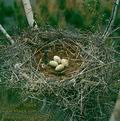 Phalacrocorax_carbo_2212