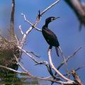 Phalacrocorax_carbo_2258