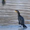 Phalacrocorax_carbo_ba3367