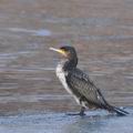 Phalacrocorax_carbo_ba3397