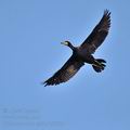 Phalacrocorax_carbo_bj3923