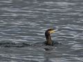 Phalacrocorax_carbo_bp6478