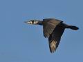 Phalacrocorax_carbo_bp6753