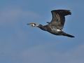 Phalacrocorax_carbo_bp6931