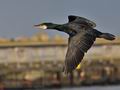 Phalacrocorax_carbo_bp6963