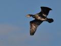 Phalacrocorax_carbo_bp6965