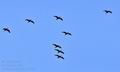 Phalacrocorax_carbo_bp7044