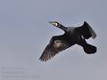 Phalacrocorax_carbo_bp7063