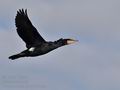 Phalacrocorax_carbo_bp7242