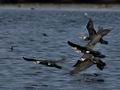 Phalacrocorax_carbo_bp7310