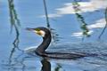 Phalacrocorax_carbo_bx4518