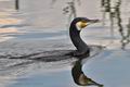 Phalacrocorax_carbo_bx4521