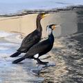 Phalacrocorax_carbo_hc6298