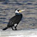 Phalacrocorax_carbo_hc6526