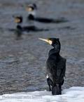 Phalacrocorax_carbo_hc6551