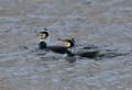 Phalacrocorax_carbo_hc6553