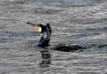 Phalacrocorax_carbo_hc6565