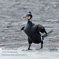 Phalacrocorax_carbo_hc6571