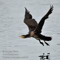 Phalacrocorax_carbo_hc9127