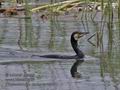 Phalacrocorax_carbo_ra1386