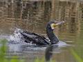 Phalacrocorax_carbo_ra1493