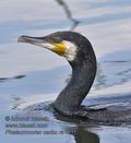 Phalacrocorax_carbo_ra1811