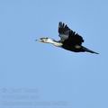 Phalacrocorax_lucidus_bb4023