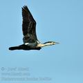 Phalacrocorax_lucidus_bb4024