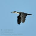 Phalacrocorax_lucidus_bb4046