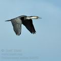 Phalacrocorax_lucidus_bb4078