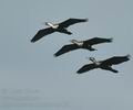 Phalacrocorax_lucidus_bb4171