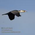 Phalacrocorax_lucidus_ee0050