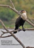 Phalacrocorax_lucidus_pa2106993