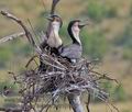 Phalacrocorax_lucidus_pa2107000