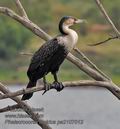 Phalacrocorax_lucidus_pa2107012