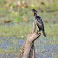 Phalacrocorax_niger_fd9365