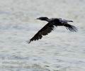 Phalacrocorax_niger_fe1994