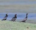 Phalacrocorax_niger_fe2189