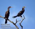 Phalacrocorax_olivaceus_s0197