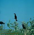 Phalacrocorax_pygmaeus_2260