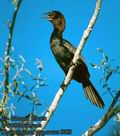 Phalacrocorax_pygmaeus_8089