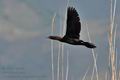 Phalacrocorax_pygmaeus_bx4482