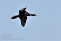 Phalacrocorax_pygmaeus_bx4487