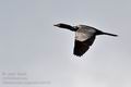 Phalacrocorax_pygmaeus_bx4500