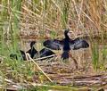 Phalacrocorax_pygmaeus_bx4545