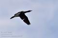 Phalacrocorax_pygmaeus_bx4557